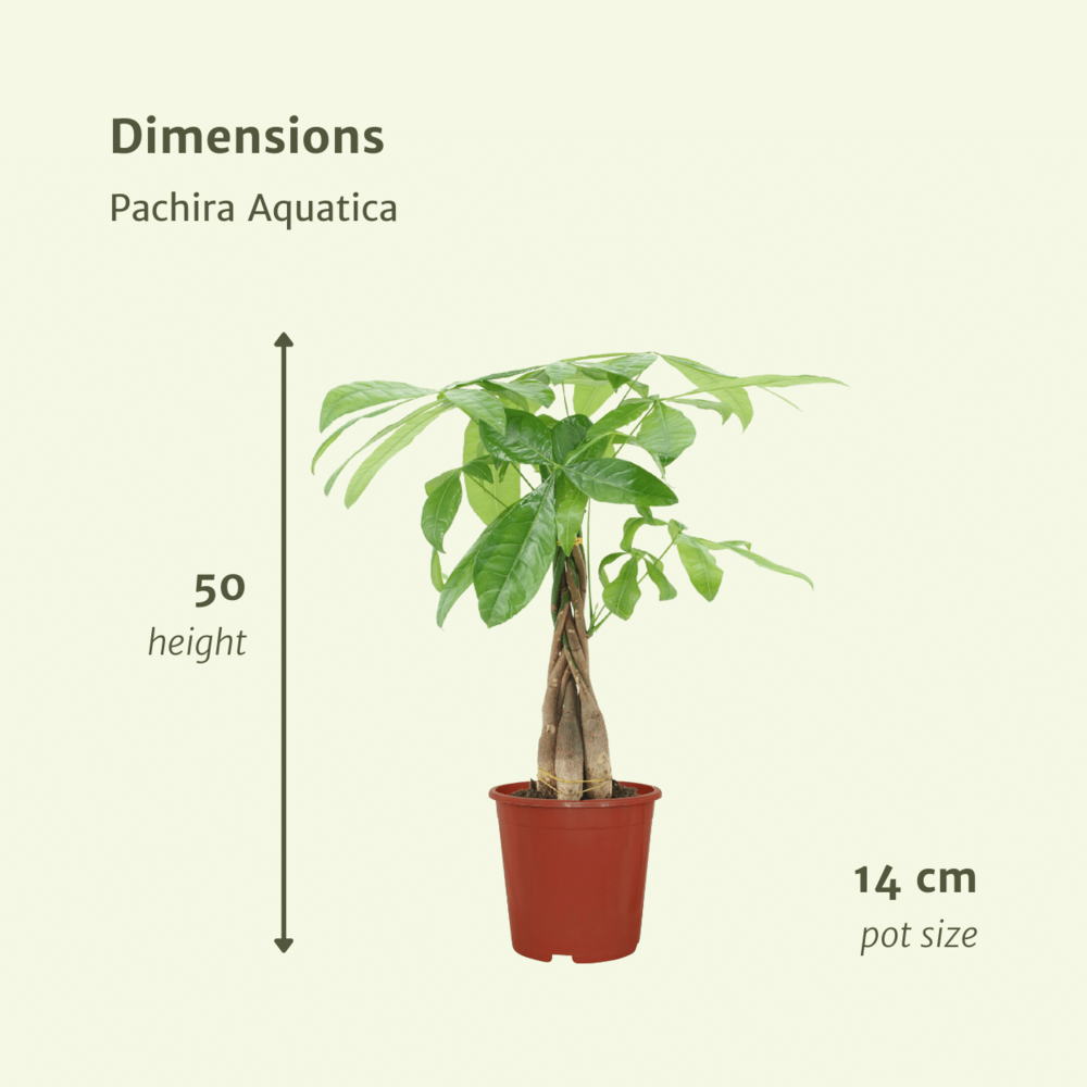 Plante d'intérieur - pachira aquatica - lot de 2 50cm