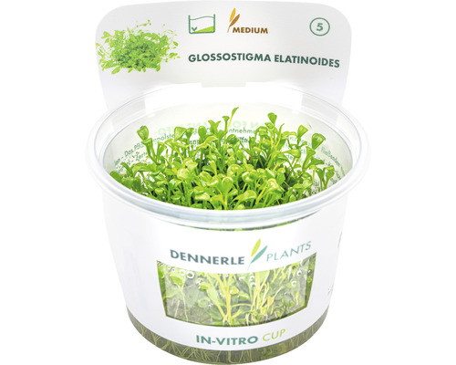 Glossostigma elatinoides in vitro
