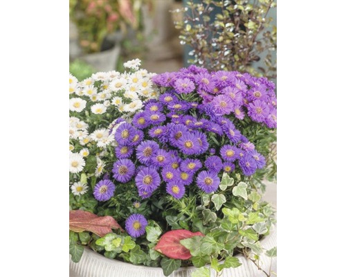 Vaste planten in diverse soorten FloraSelf H 15-30 cm Co 2 L