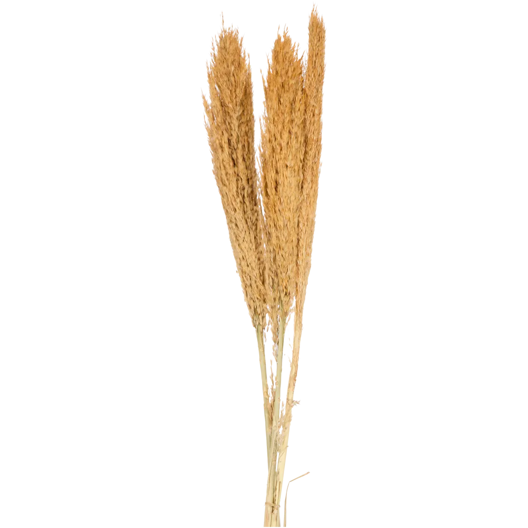 Droogboeket 70 cm | diverse varianten