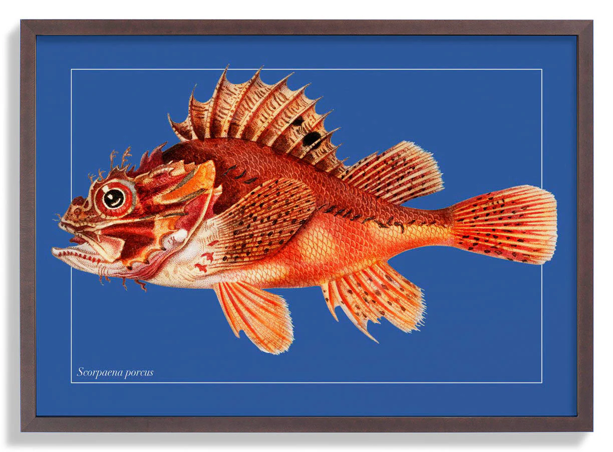 Punk-Fisch