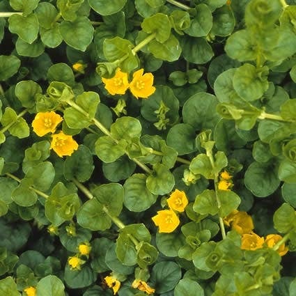 Penningkruid (Lysimachia nummularia) D 9 H 10 cm