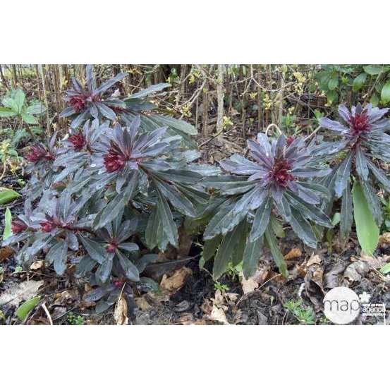 Euphorbe-amandier pourpre : godet rouge