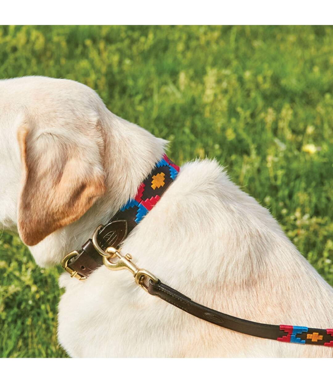 Weatherbeeta - Collier POLO - Chien (Marron/ rose/ bleu/ jaune) (XS) - UTWB1260