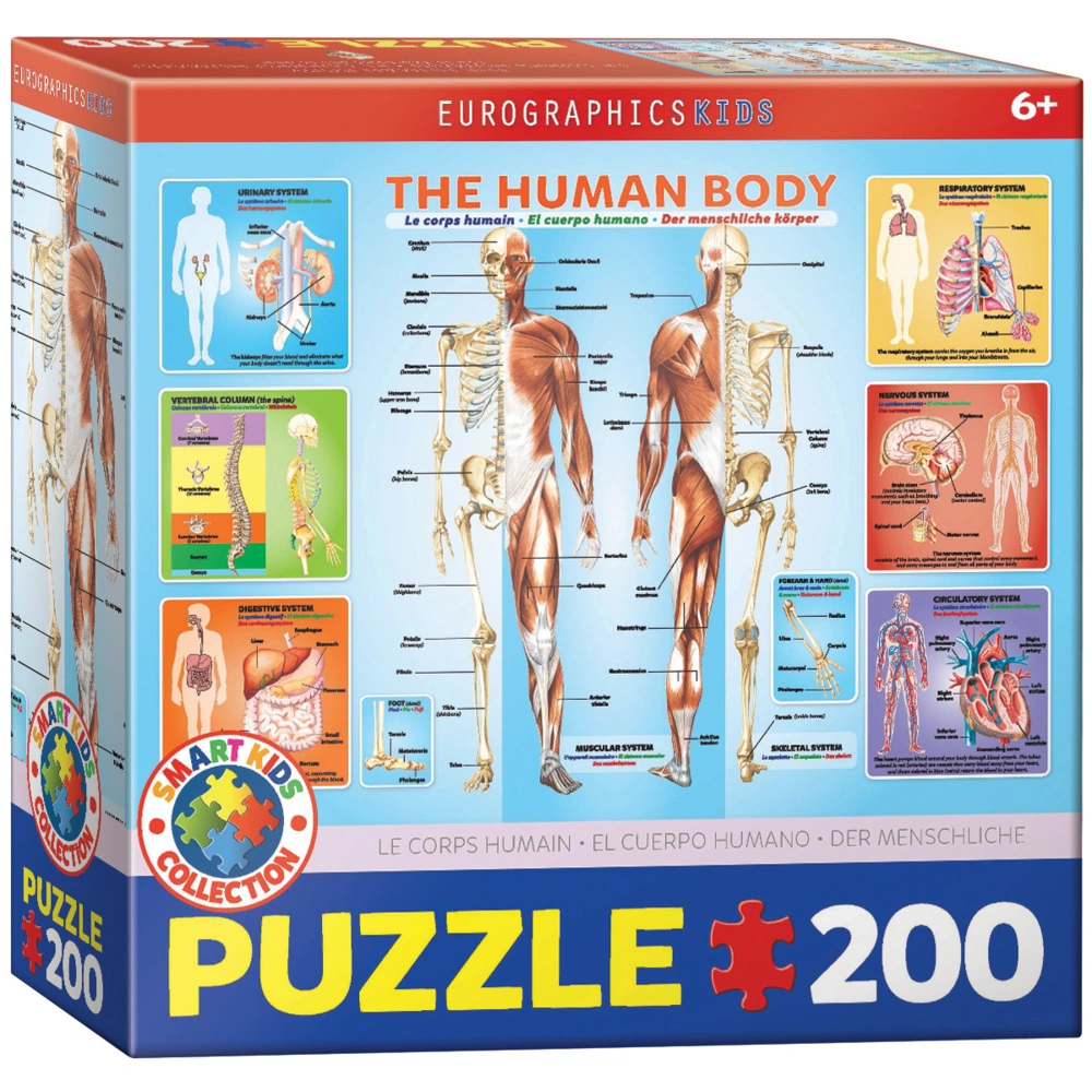 Der menschliche Körper (Puzzle)