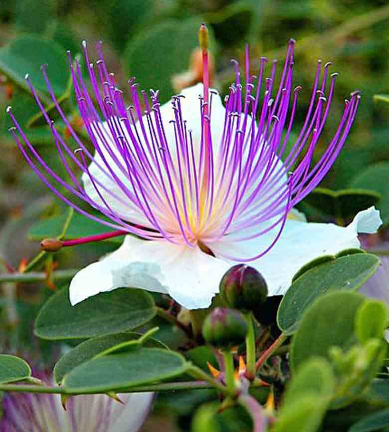 Capparis spinosa (caprier) blanc - taille pot de 2 litres ? 20/30 cm