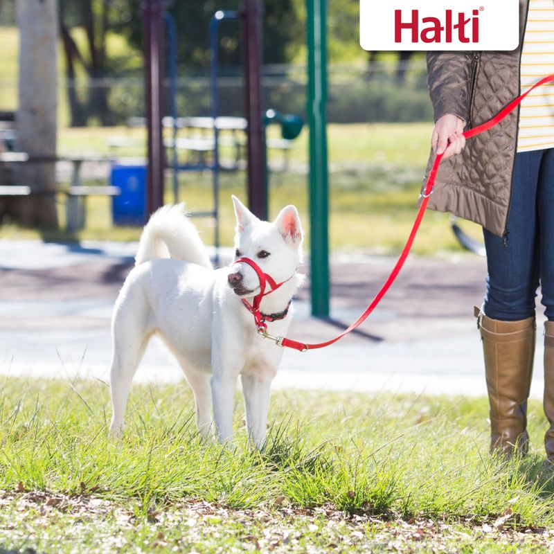 Laisse éducative HALTI