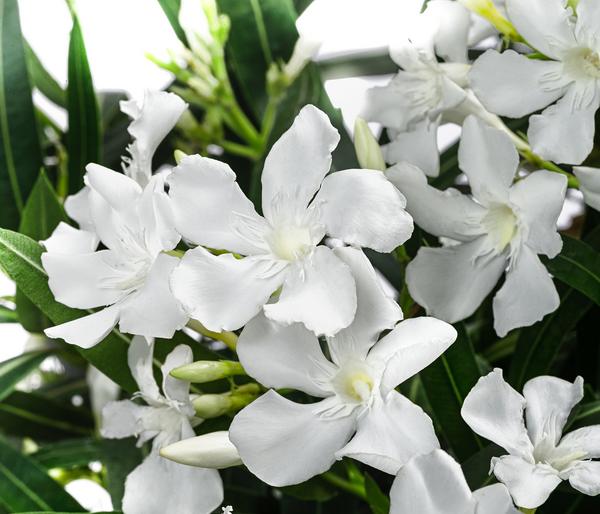 Oleander, Busch