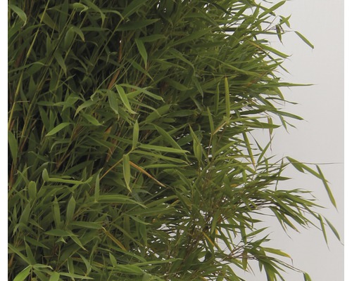 Rechtopstaande tuinbamboe FloraSelf Fargesia murielae 'Jumbo' H 40-60 cm Co 5 L
