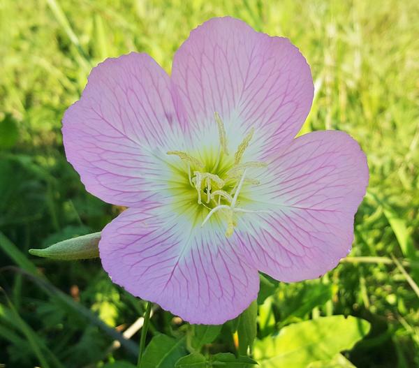 Bio Nachtkerze 'Siskiyou'