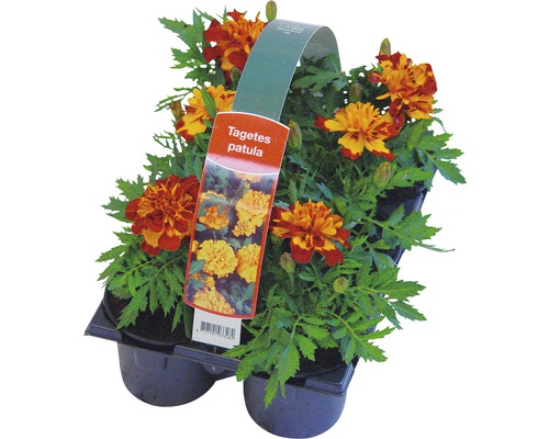 Bloeiende perk- en balkonplanten, 6-pack FloraSelf: Portulaca, Tagetes, Lobelia, Impatiens, Begonia, Alyssum