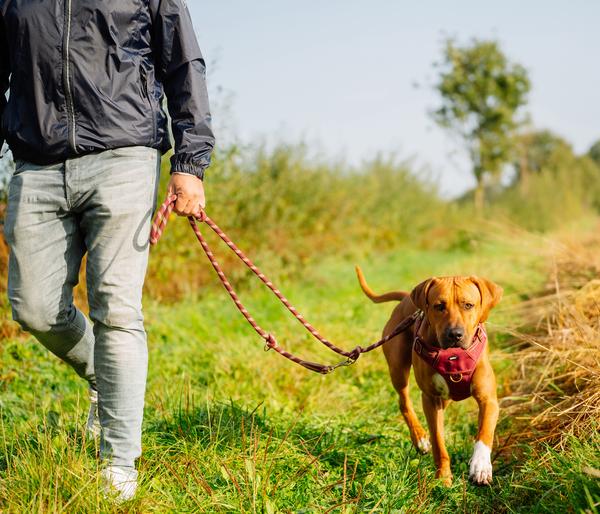 Nobby Hundegeschirr Sporty