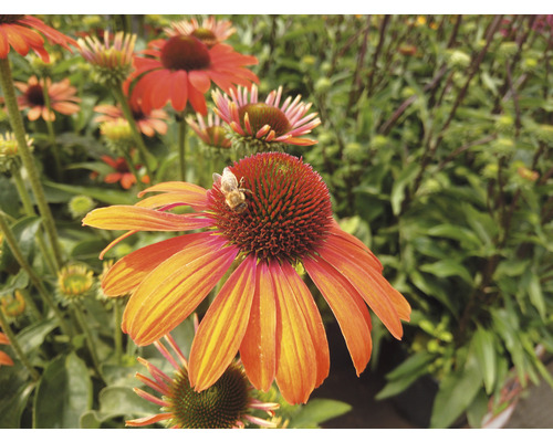 Zonnehoed Mix FloraSelf Echinacea purpurea H 30-40 cm Co 5 L diverse soorten