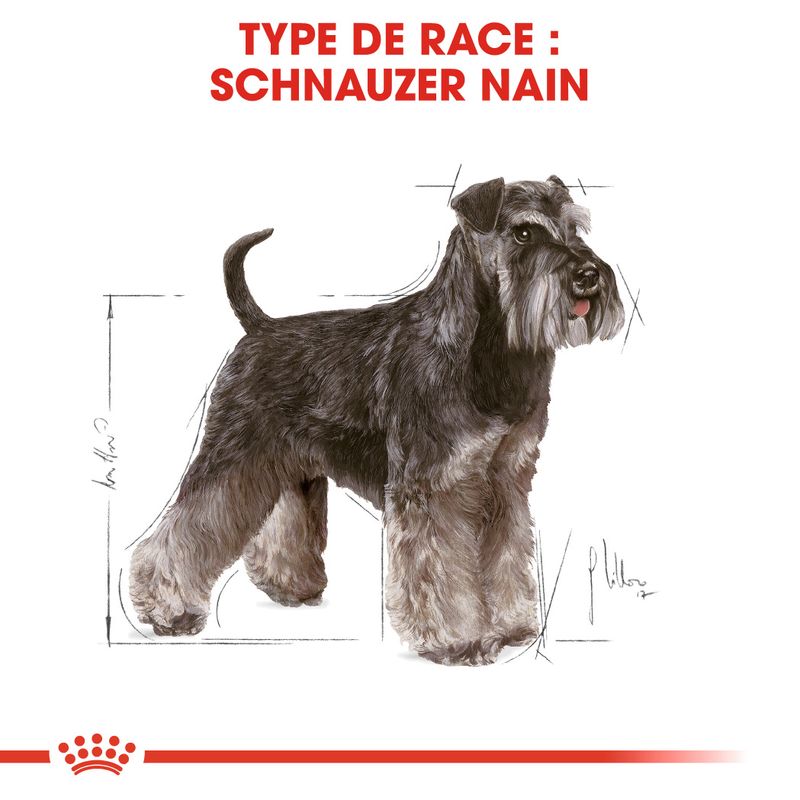 Royal Canin Schnauzer Nain Adult