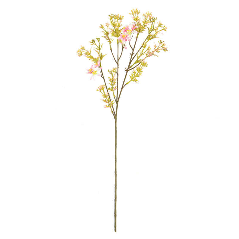 Branche de bidens cernua
