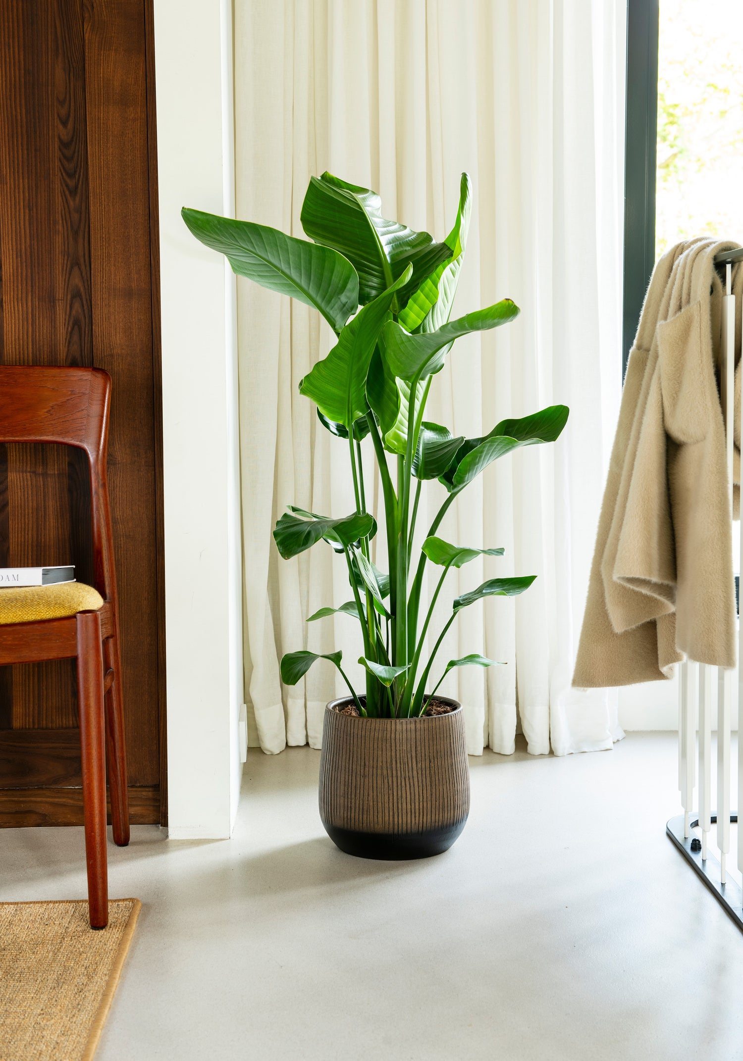 Paradijsvogelplant (Strelitzia nicolai) D 21 H 100 cm