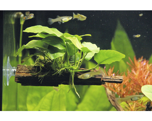 Voedingswortel met dwergspeerblad - Voedingswortel Anubias nana ca. 16 x 7 x 12 cm