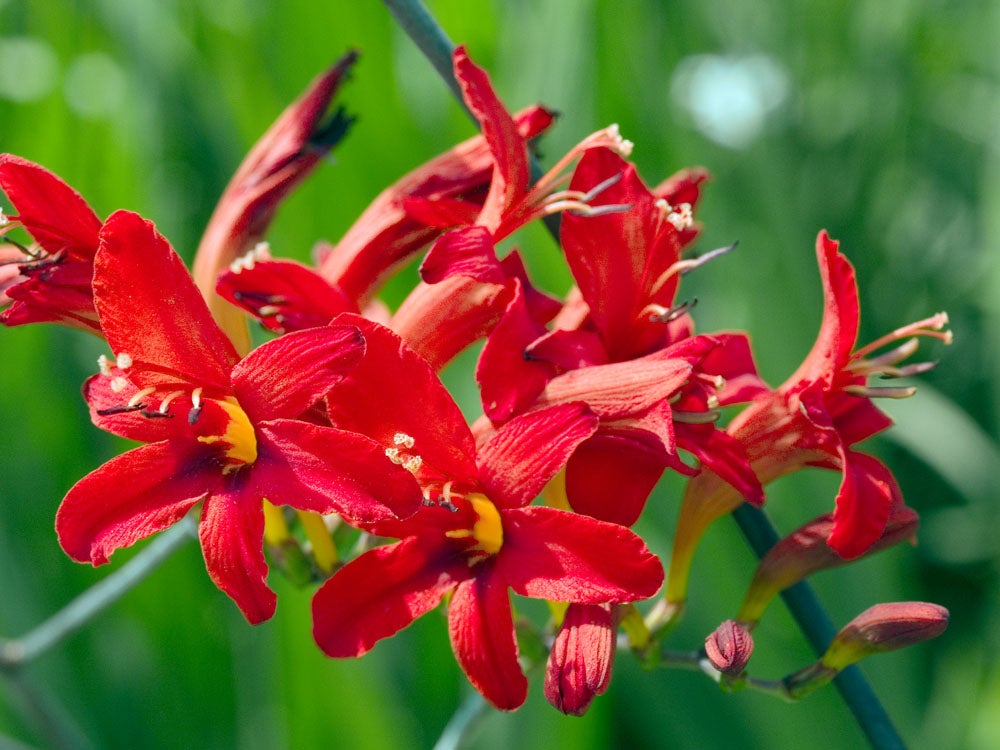 Montbretia (Crocosmia) D 11 H 100 cm