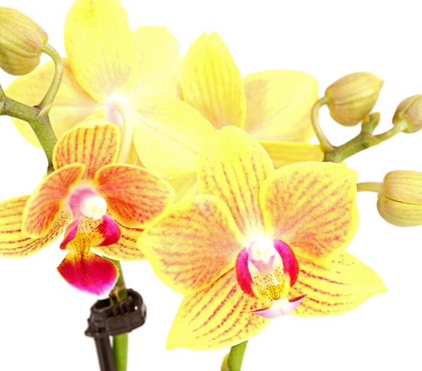 Schmetterlingsorchidee - Phalaenopsis 'Aqua