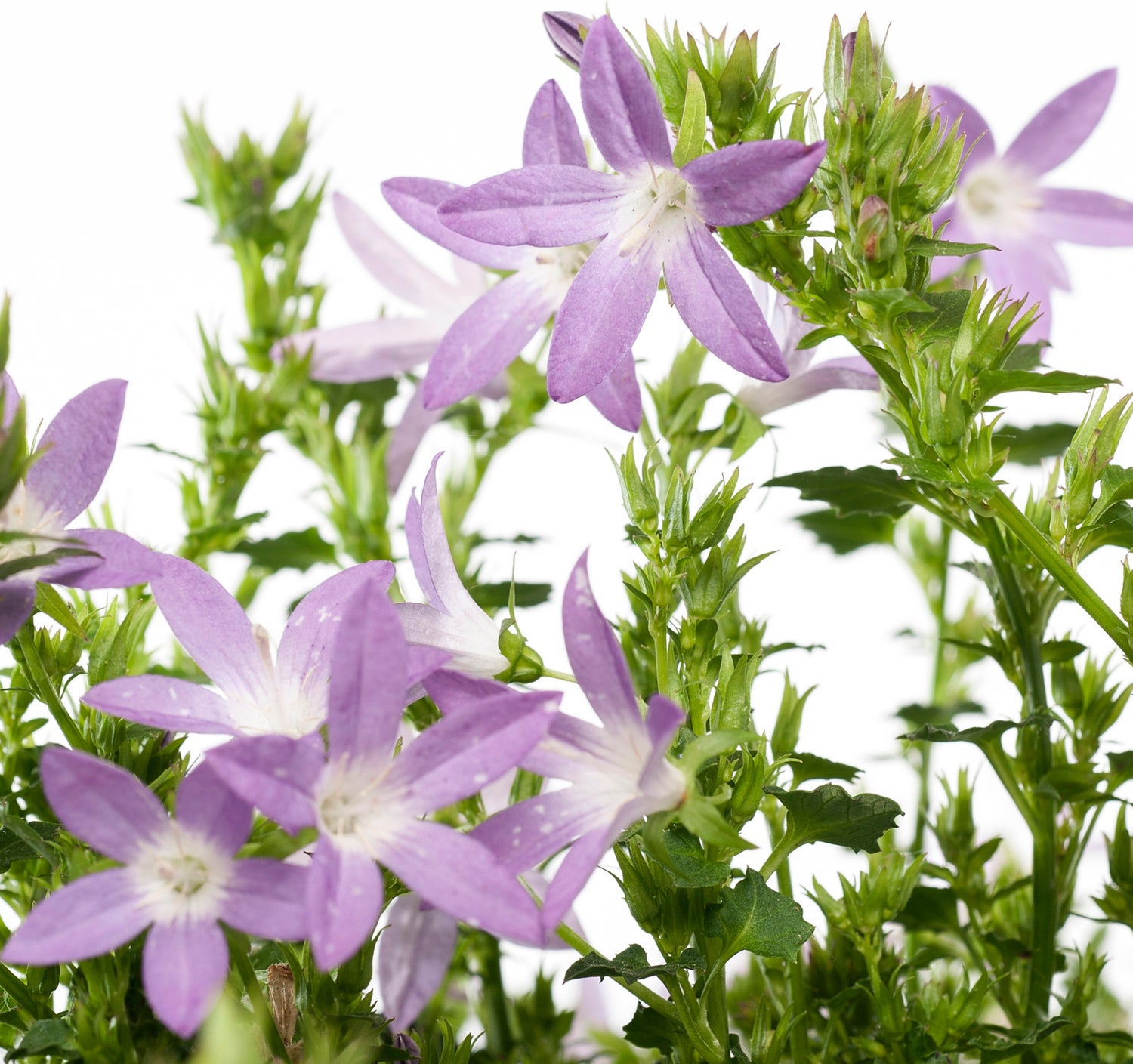 Klokjesbloem (Campanula poscharskyana 'Adansa Pink') D 19 H 35 cm