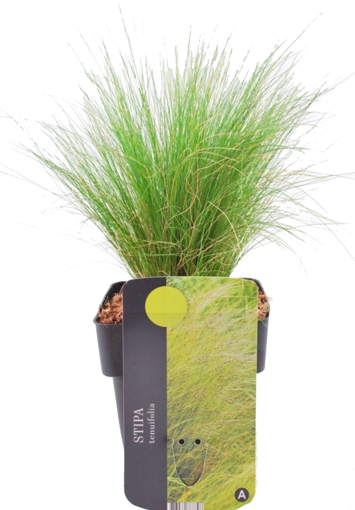 Vedergras (Stipa tenuifolia) D 17 H 30 cm