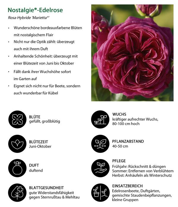 Nostalgie®-Edelrose 'Marietta®'