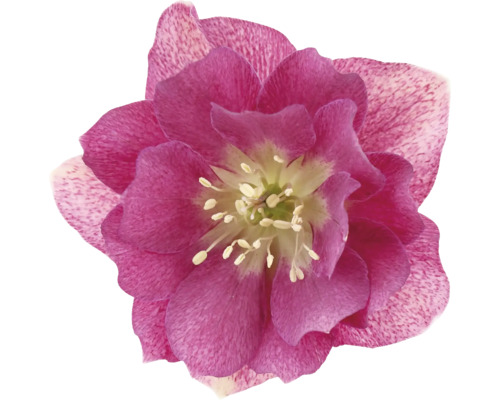 Kerstroos, Lenteroos FloraSelf Helleborus orientalis Viv Ø 19 cm pot dubbele bloemen