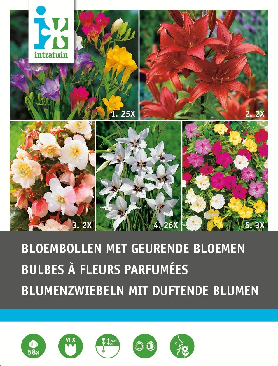 Intratuin bloembollen geurend 58 stuks