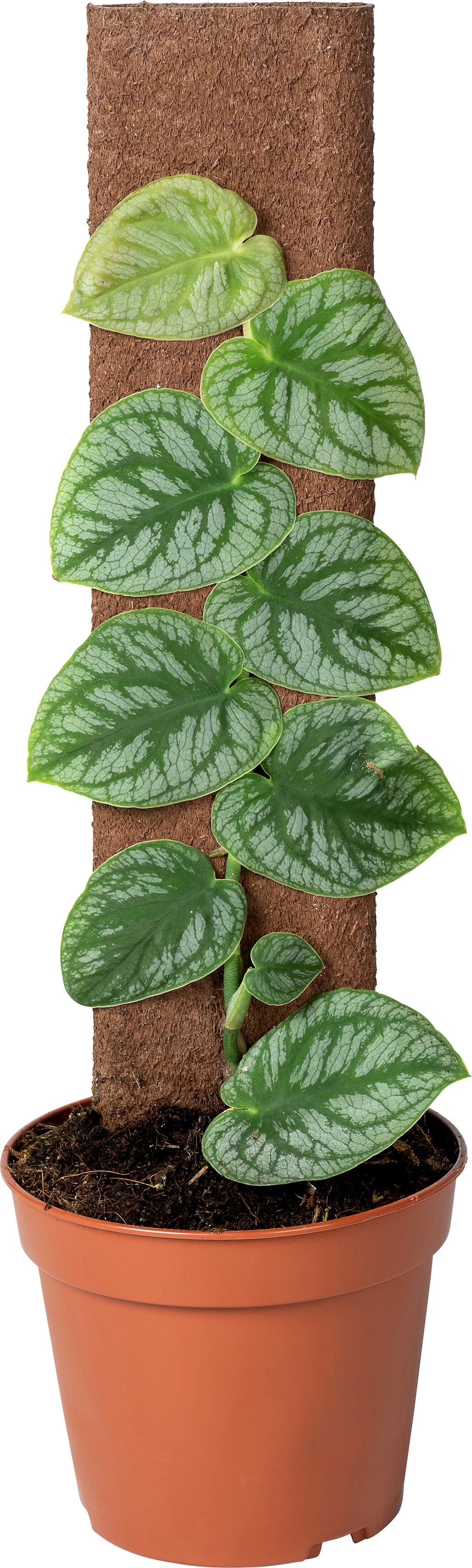 Vlakke Gatenplant op duurzame klimstok (Monstera dubia) D 14 H 46 cm