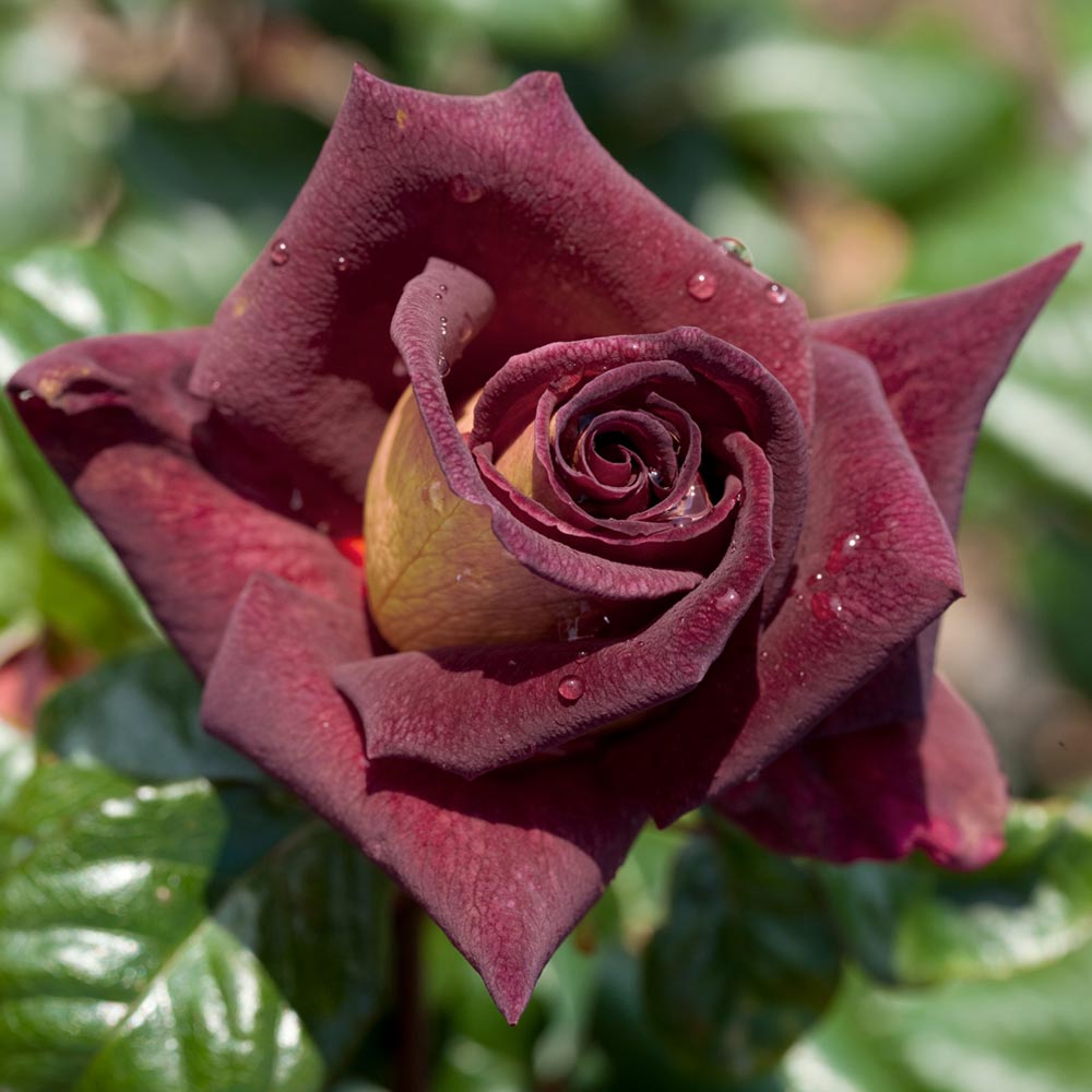 Rosier eddy mitchell ® meirysett le pot de 3l