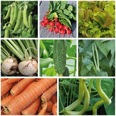 Gemüsesamen Gartengemüse Alte Landsorten