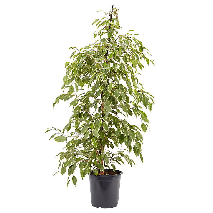 Figuier pleureur, assortiment, 21 cm