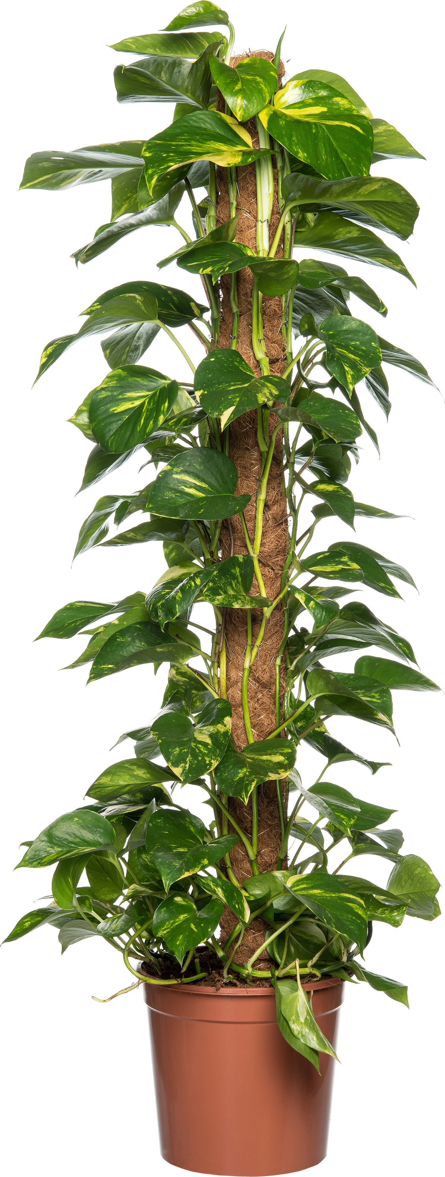 Drakenklimop (Epipremnum pinnatum 'Aureum') D 24 H 120 cm