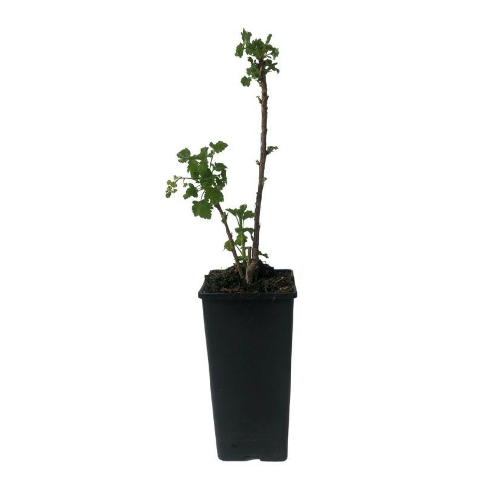 Plant groseillier london market pot 2l