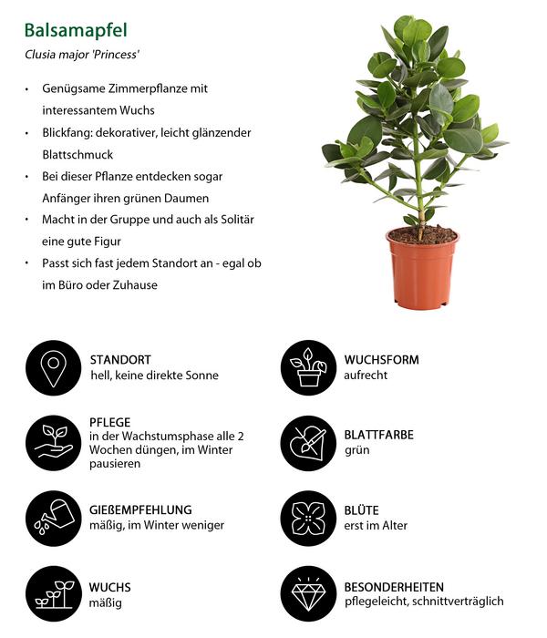 Zimmerpflanzen-Set Home Office, 3-teilig
