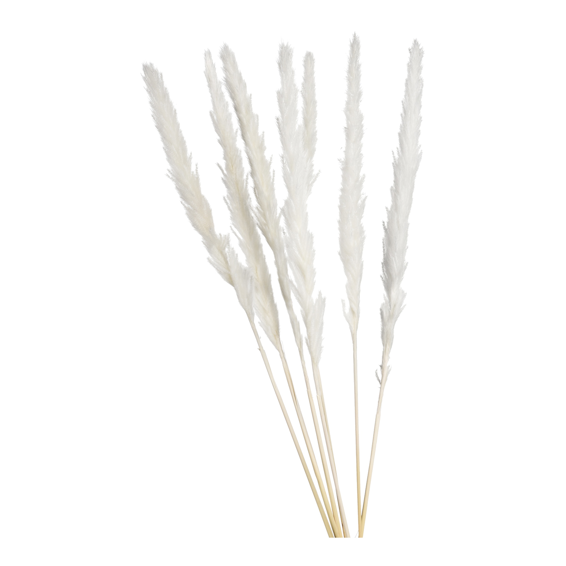 creme, L 65 cm