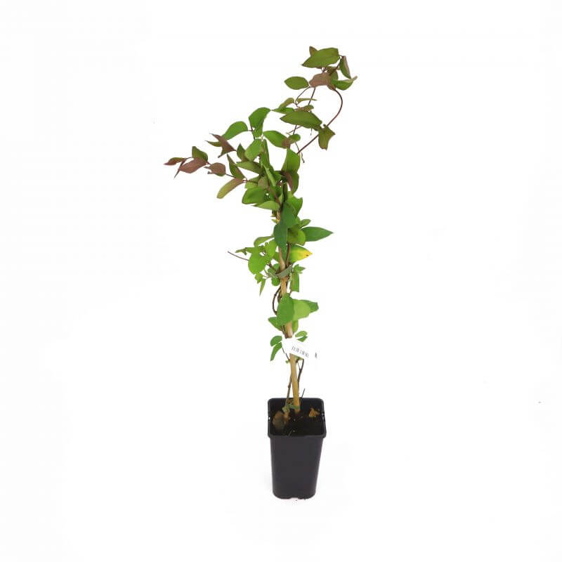 Chèvrefeuille du japon 'chinensis' (lonicera japonica 'chinensis') - conteneur 3l