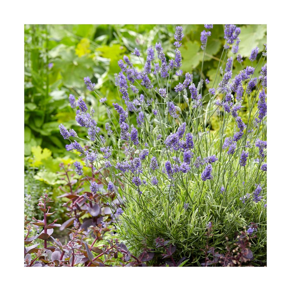Lavande x intermedia platinum blonde® 'monparler'/lavandula x intermedia platinum blonde® 'monparler'[-]pot de 3l - 40/60 cm
