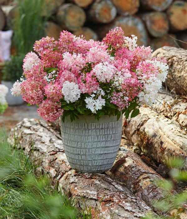 Bodendecker-Rispen-Hortensie Groundbreaker®