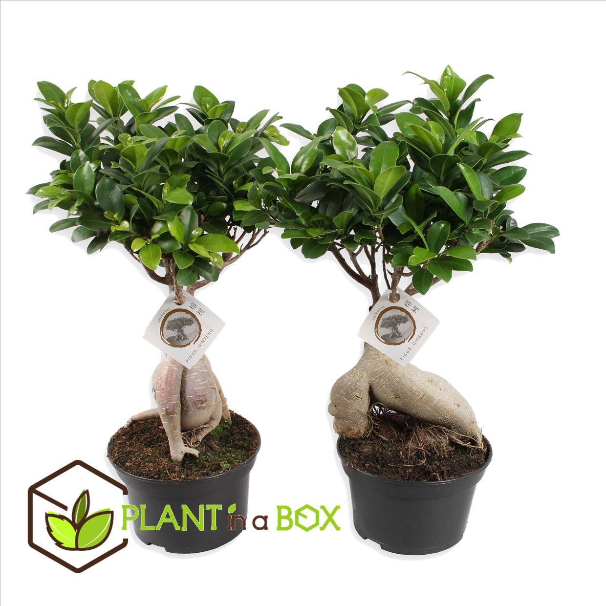 Bonsai ficus ginseng - set de 2 - pot 12cm - hauteur 30-40cm