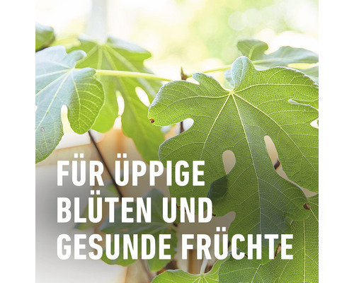 COMPO langzaamwerkende meststof voor mediterrane planten 1,5 kg, voor olijfbomen, citrusbomen, oleanders, enz.