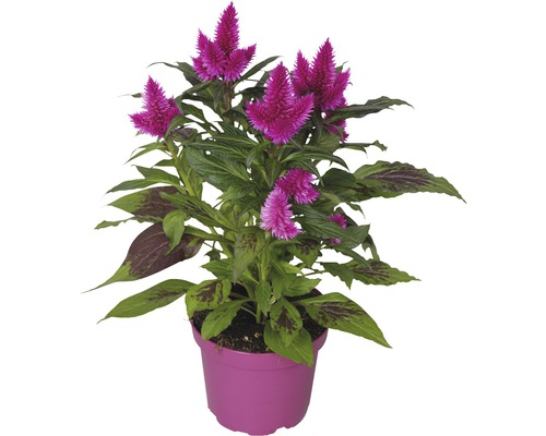 Zilveren kokkel Celosia argentea Ø 16 cm pot