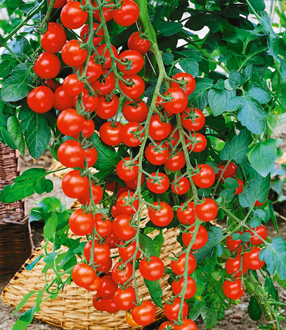 Tomaten-Kollektion 'La sélection du Chef®'