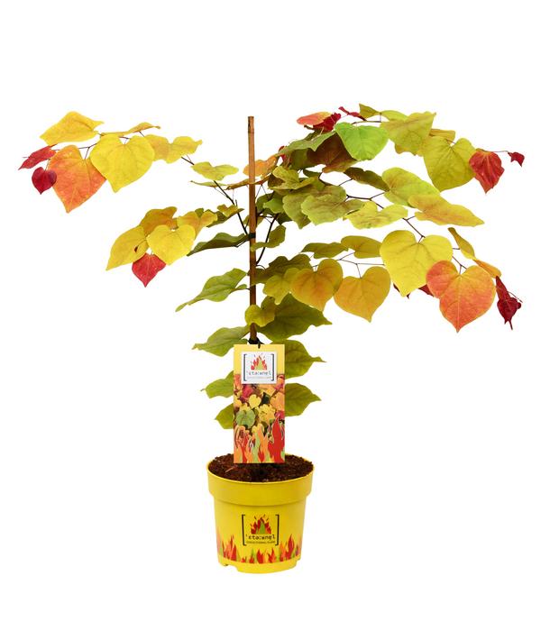 Kanadischer Judasbaum 'Eternal Flame®'