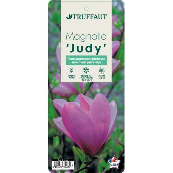 Magnolia x Judy : conteneur de 10 L
