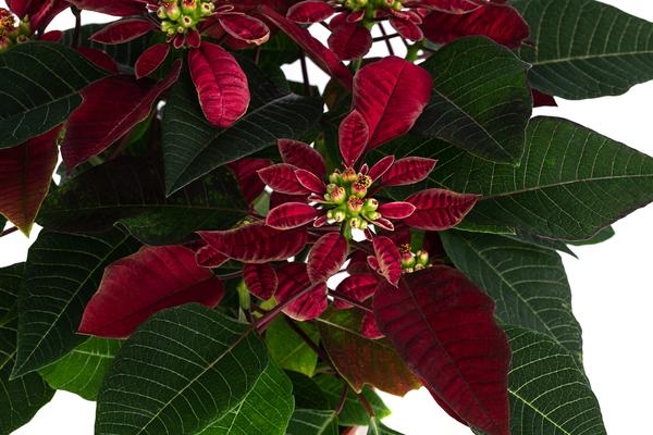Weihnachtsstern - Euphorbia pulcherrima