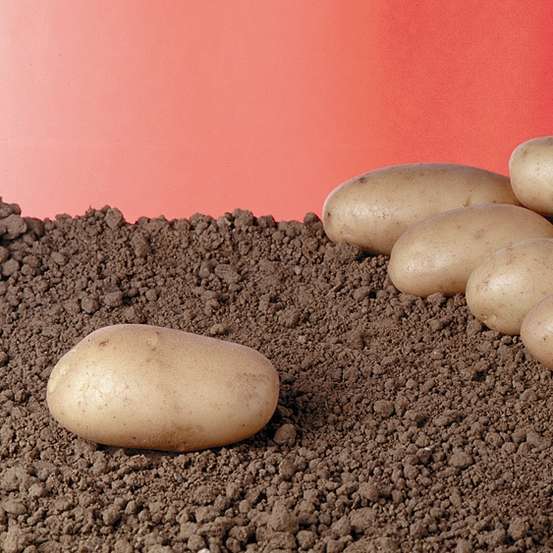 Plants de pommes de terre 'Samba' en clayette x60