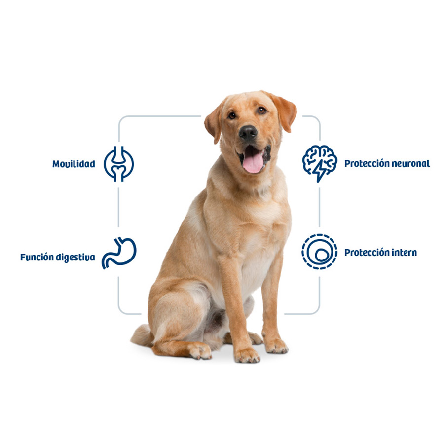 Ração para cães Nath Adult Maxi com sabor de frango