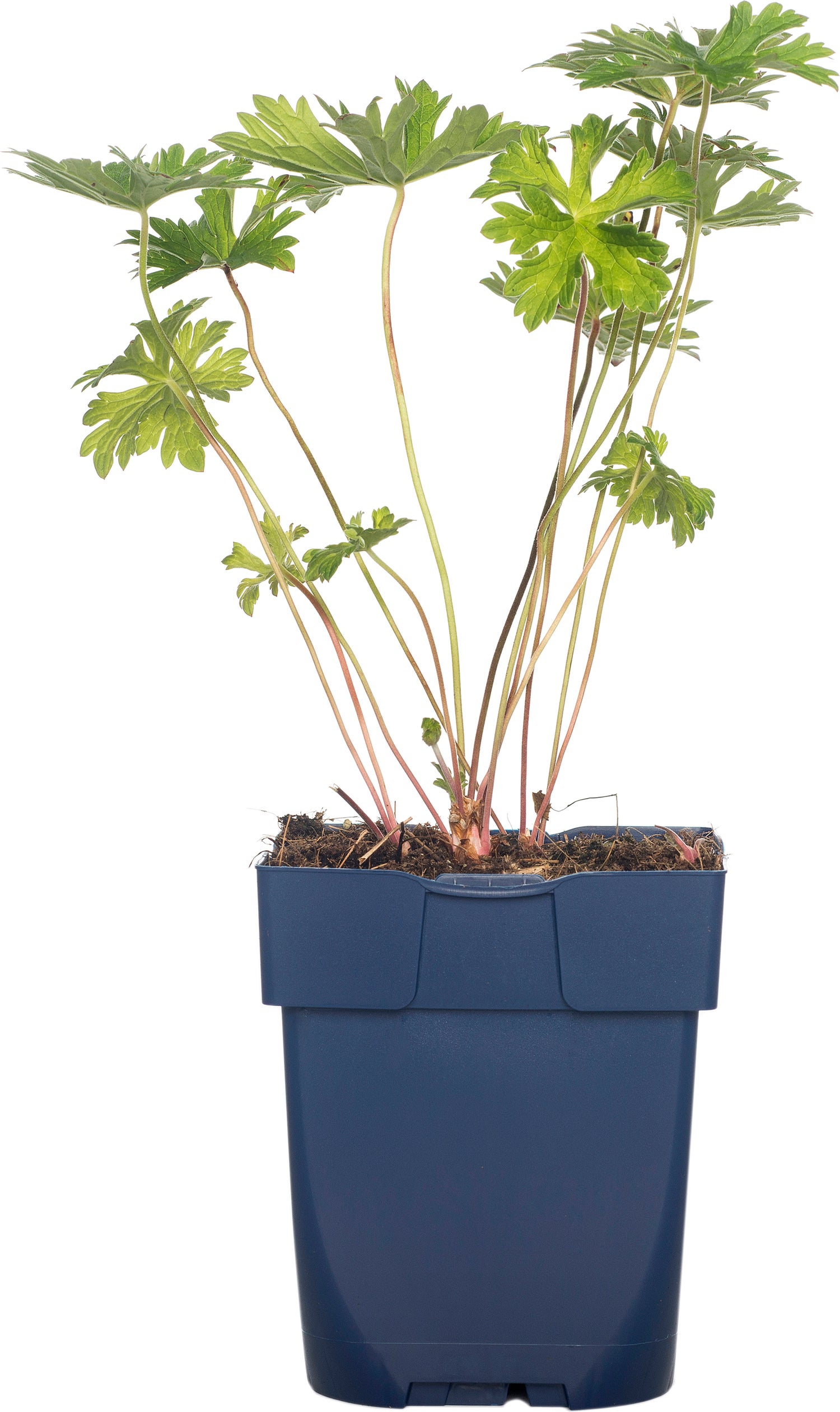 Ooievaarsbek (Geranium 'Baby Blue') D 9 H 15 cm