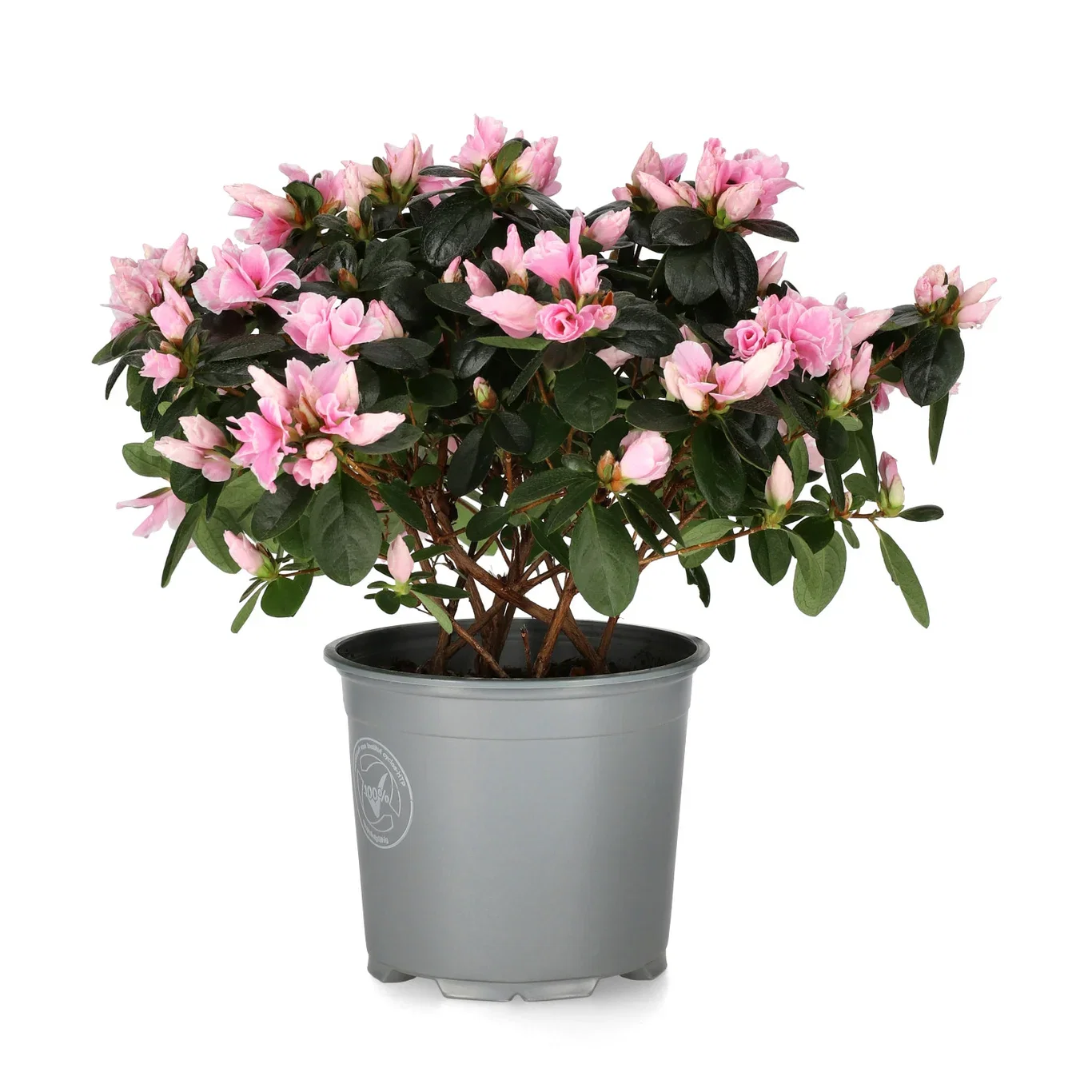 Rhododendron simsii 'Dolly' Asalea 'Dolly' Ø12 cm